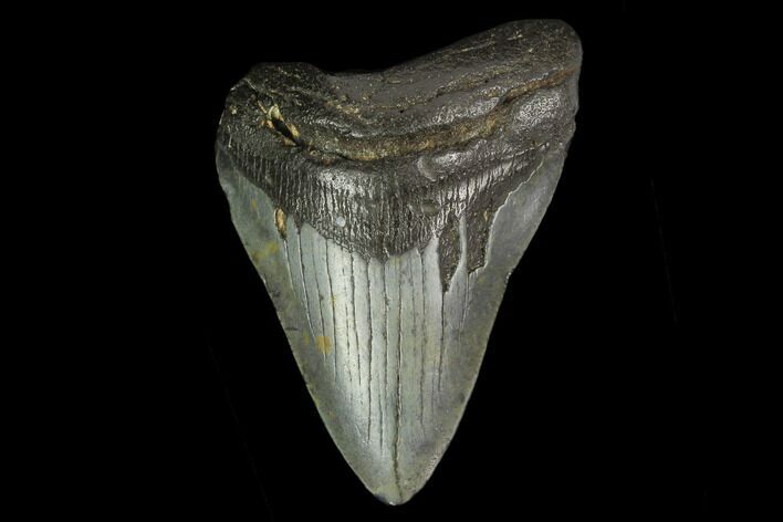 Fossil Megalodon Tooth - North Carolina #131585